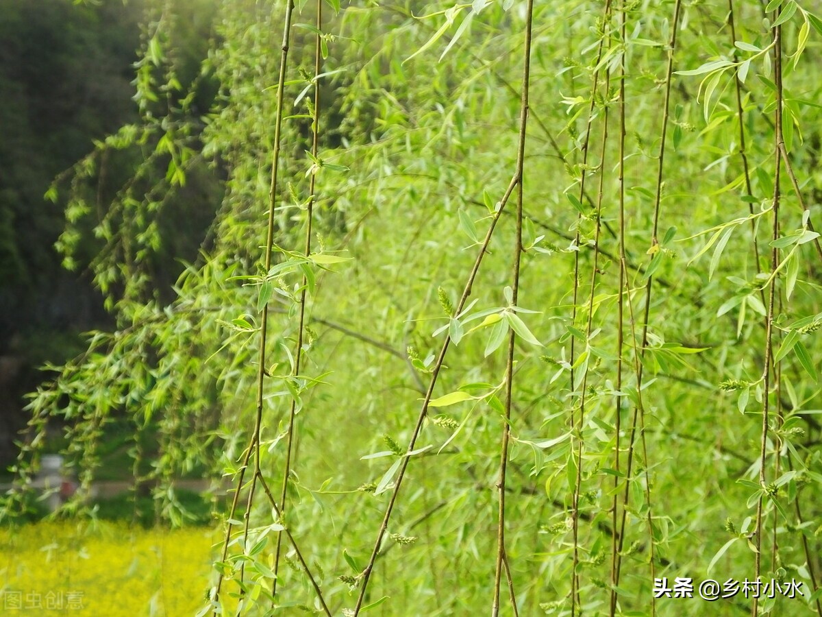 清明节有哪些习俗（清明节5个习俗和5个禁忌的详细讲解）