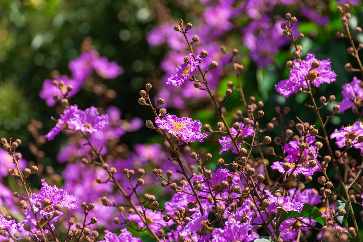 描写夏天7月的优美简短句子（七月你好的唯美文案）