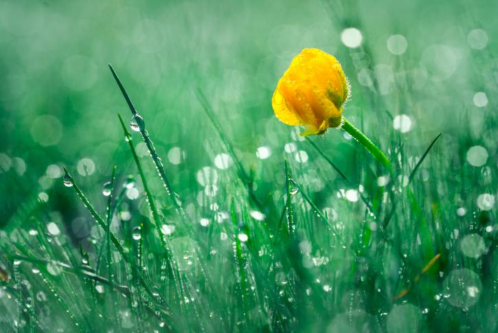 关于二十四节气谷雨的寓意和象征（好雨润百谷，万物沐春风）