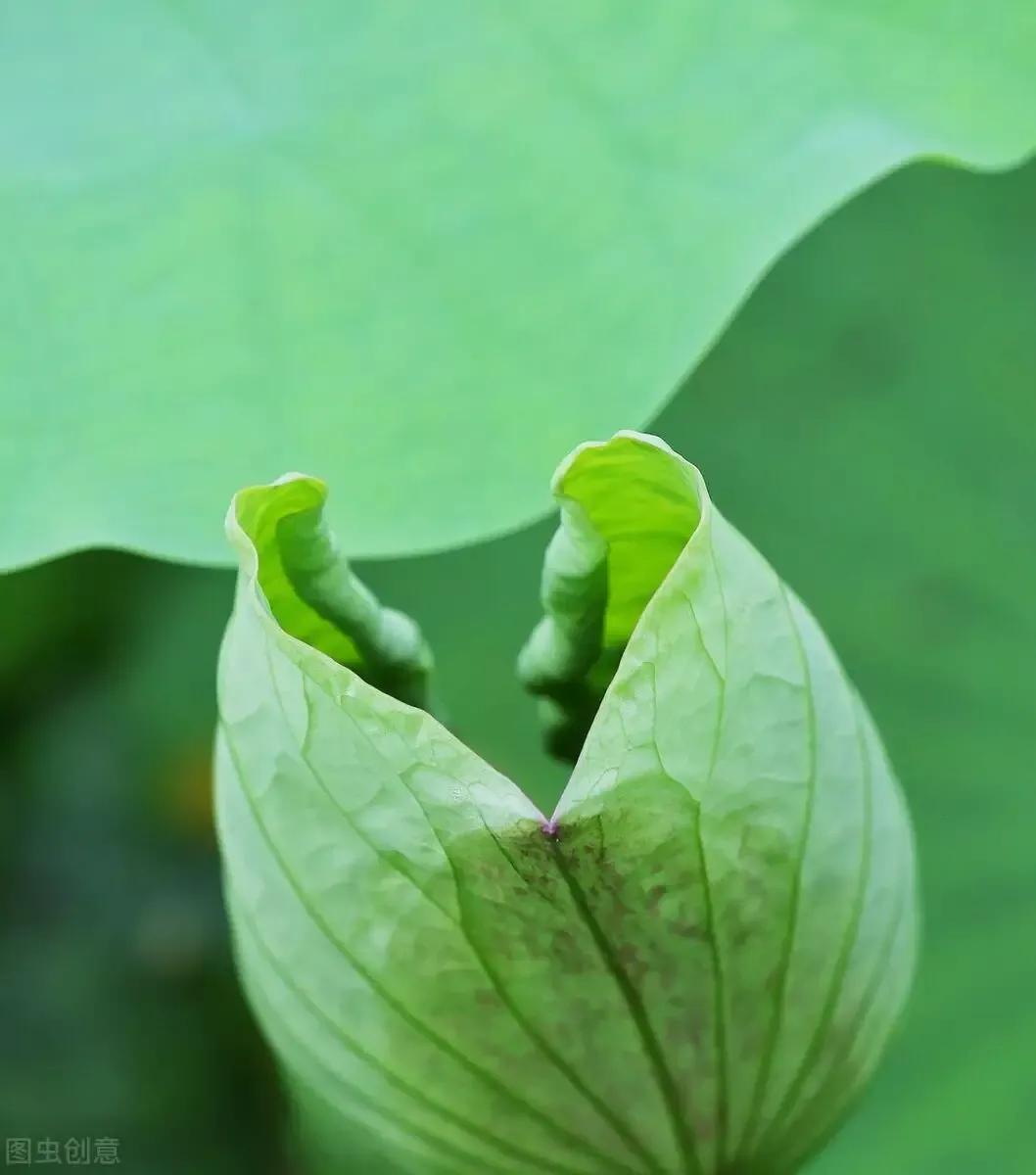 关于七月你好文案说说（万物繁盛，满目葱茏）