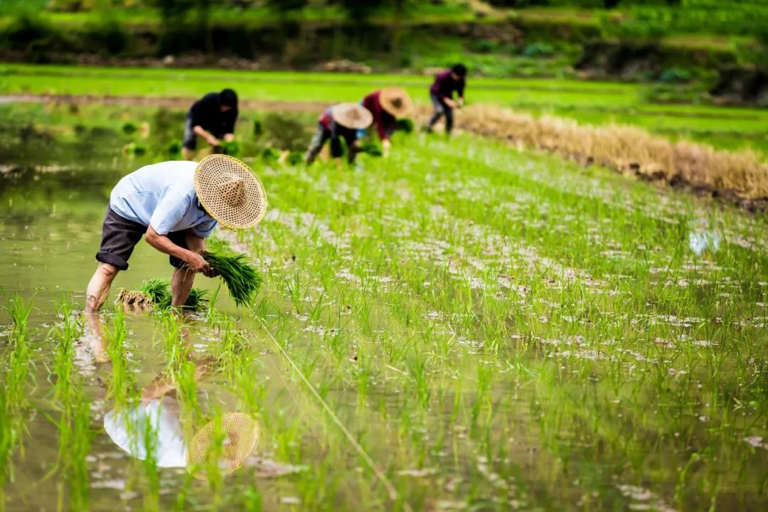 关于谷雨的诗词诗句（10首优美谷雨诗句）