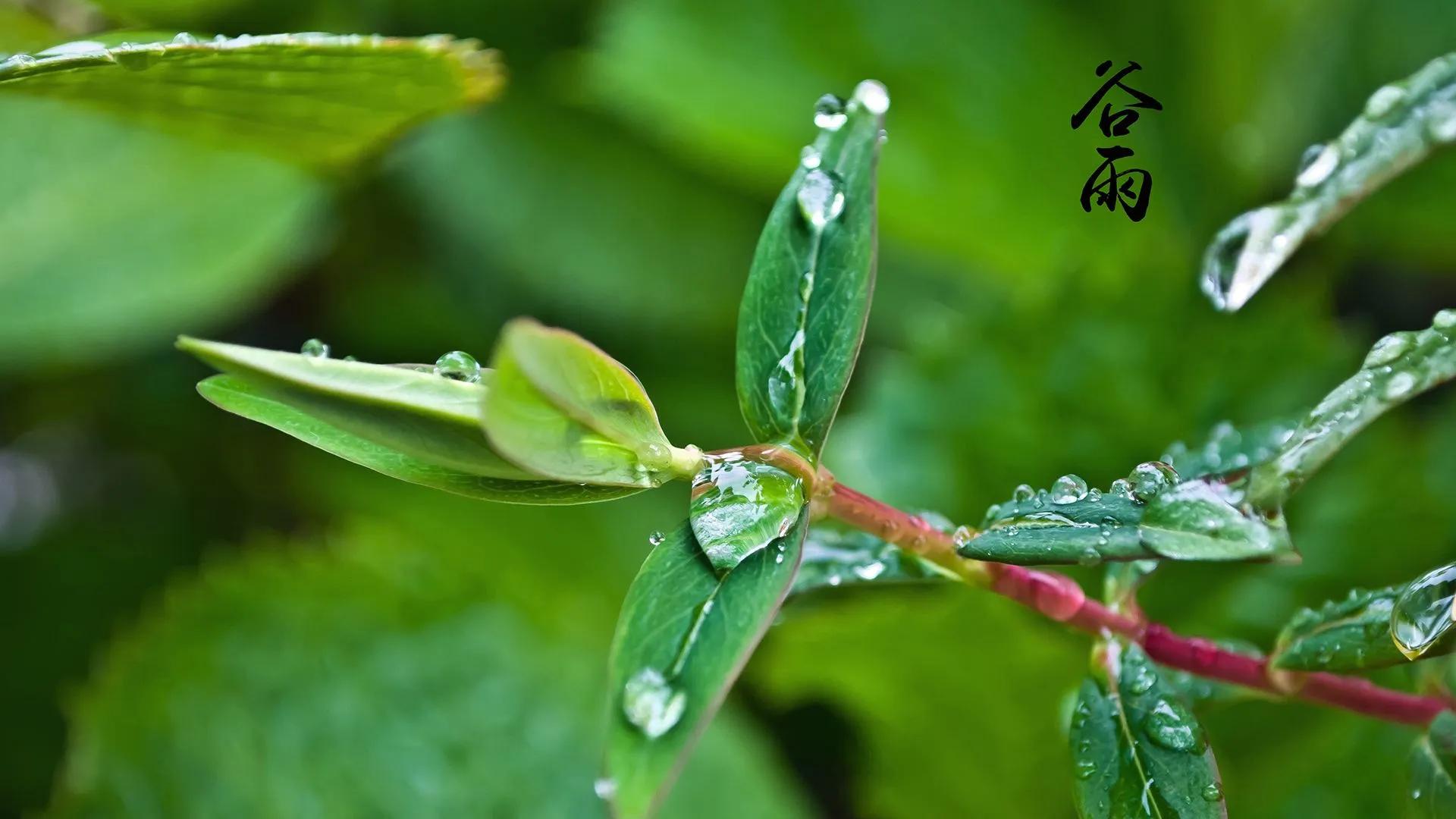 谷雨祝福语推荐（谷雨的精简祝福语）