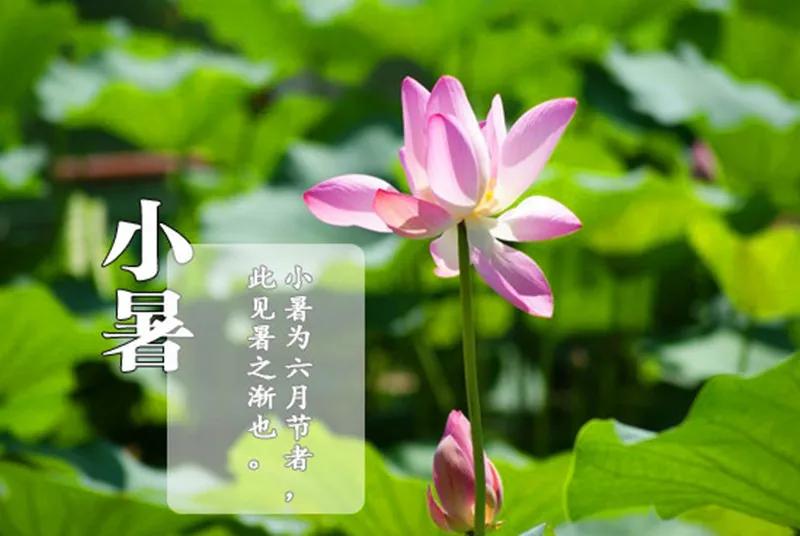 小暑节气佳句（唯美句子简短文案）