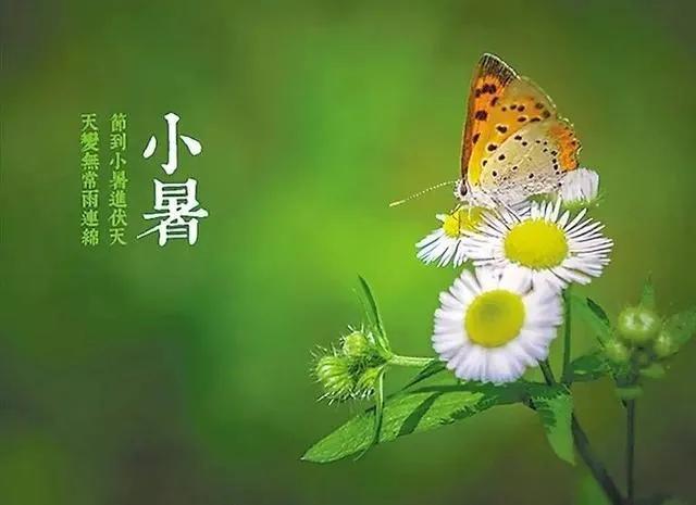 小暑节气佳句（唯美句子简短文案）