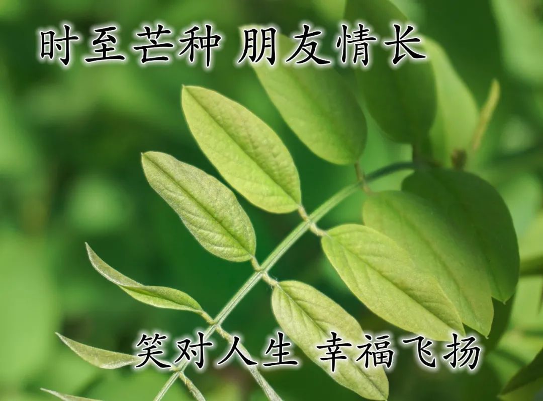 芒种早安心语大合集（愿你一生，永远幸福）