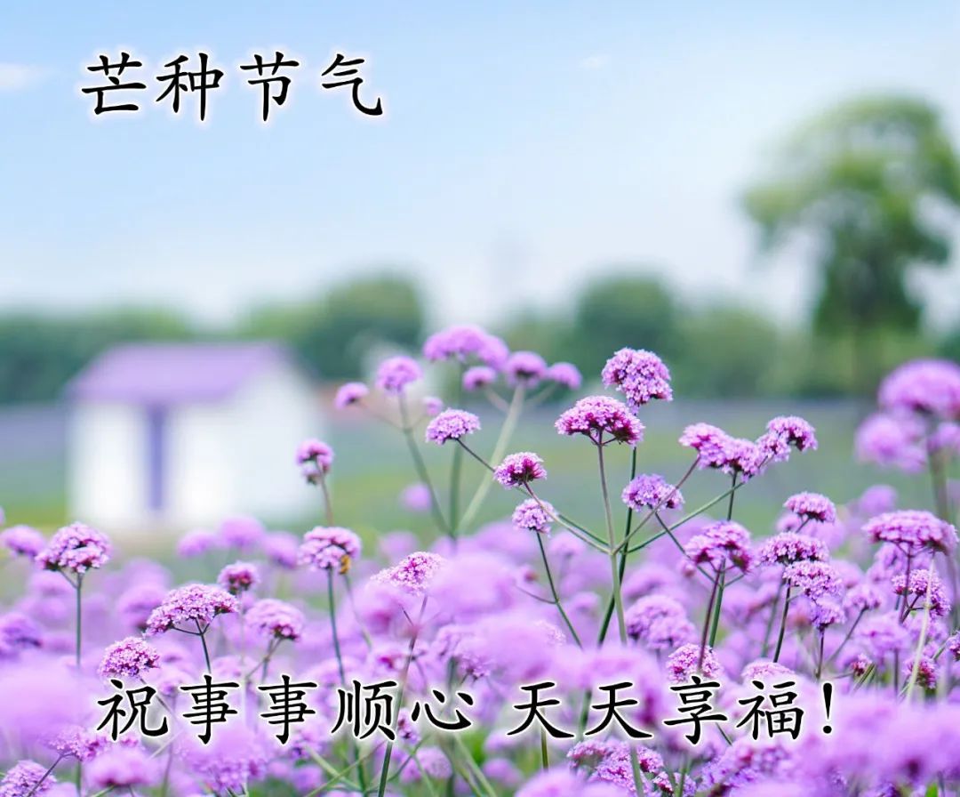 芒种早安心语大合集（愿你一生，永远幸福）