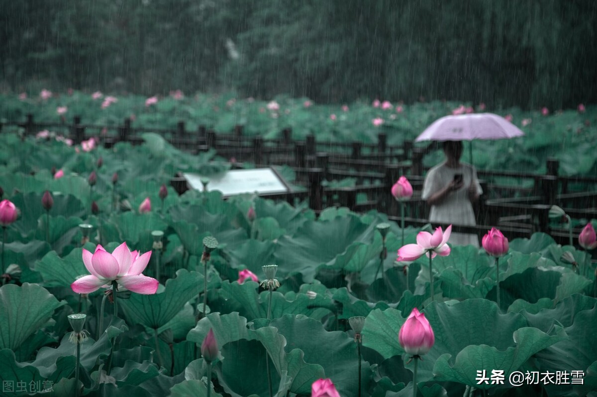 二十四节气小暑古诗推荐（分享4首小暑佳句及赏析）