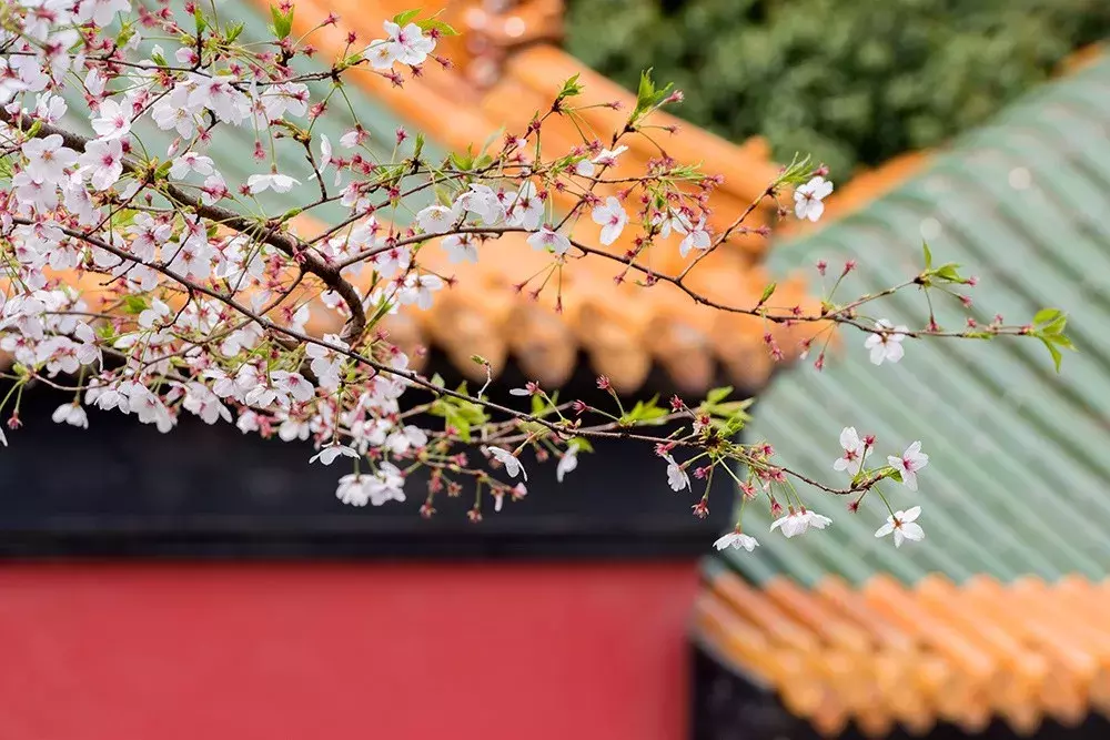 有关人间四月天古诗词鉴赏（畅游芳菲四月天）