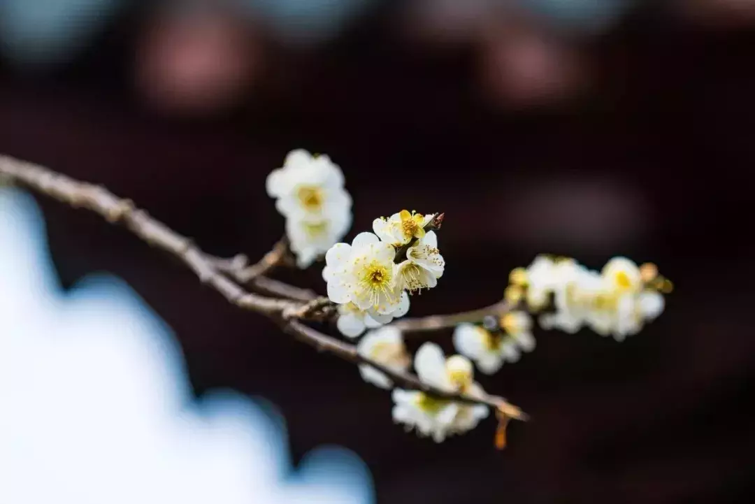 有关人间四月天古诗词鉴赏（畅游芳菲四月天）