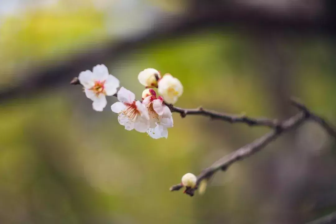 有关人间四月天古诗词鉴赏（畅游芳菲四月天）