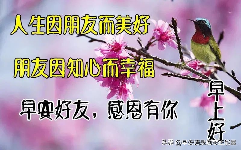 关于向日葵的励志语录分享（风雨人生，给自己一个微笑）