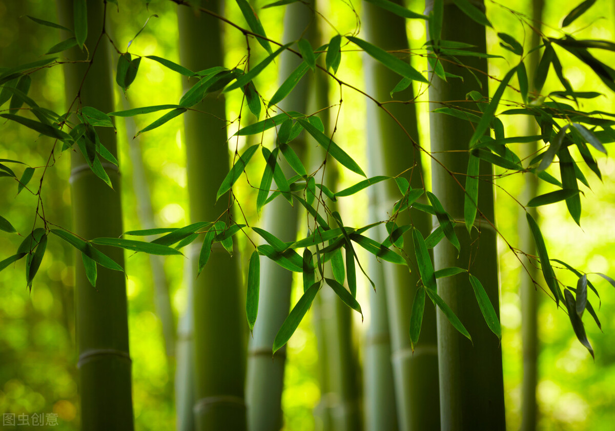 赞美老师的古诗词鉴赏（一日为师，终身为父）