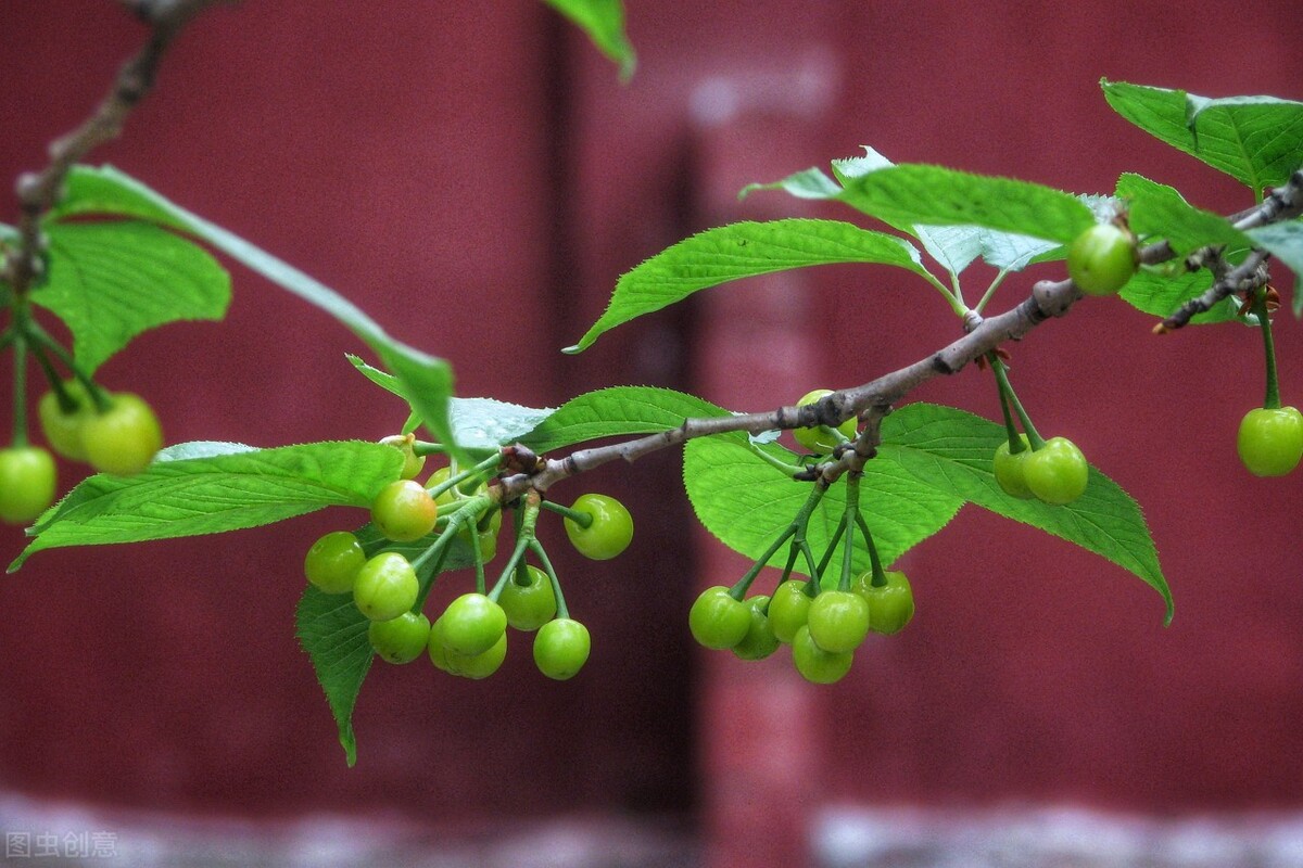 赞美老师的古诗词鉴赏（一日为师，终身为父）