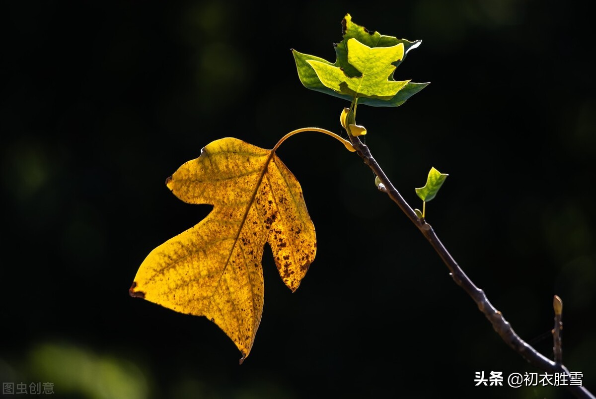 关于立秋的古诗有哪些（分享立秋美诗六首）