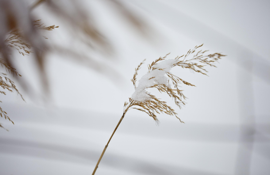 有关十首咏雪的诗词（小雪节气的优美诗句）