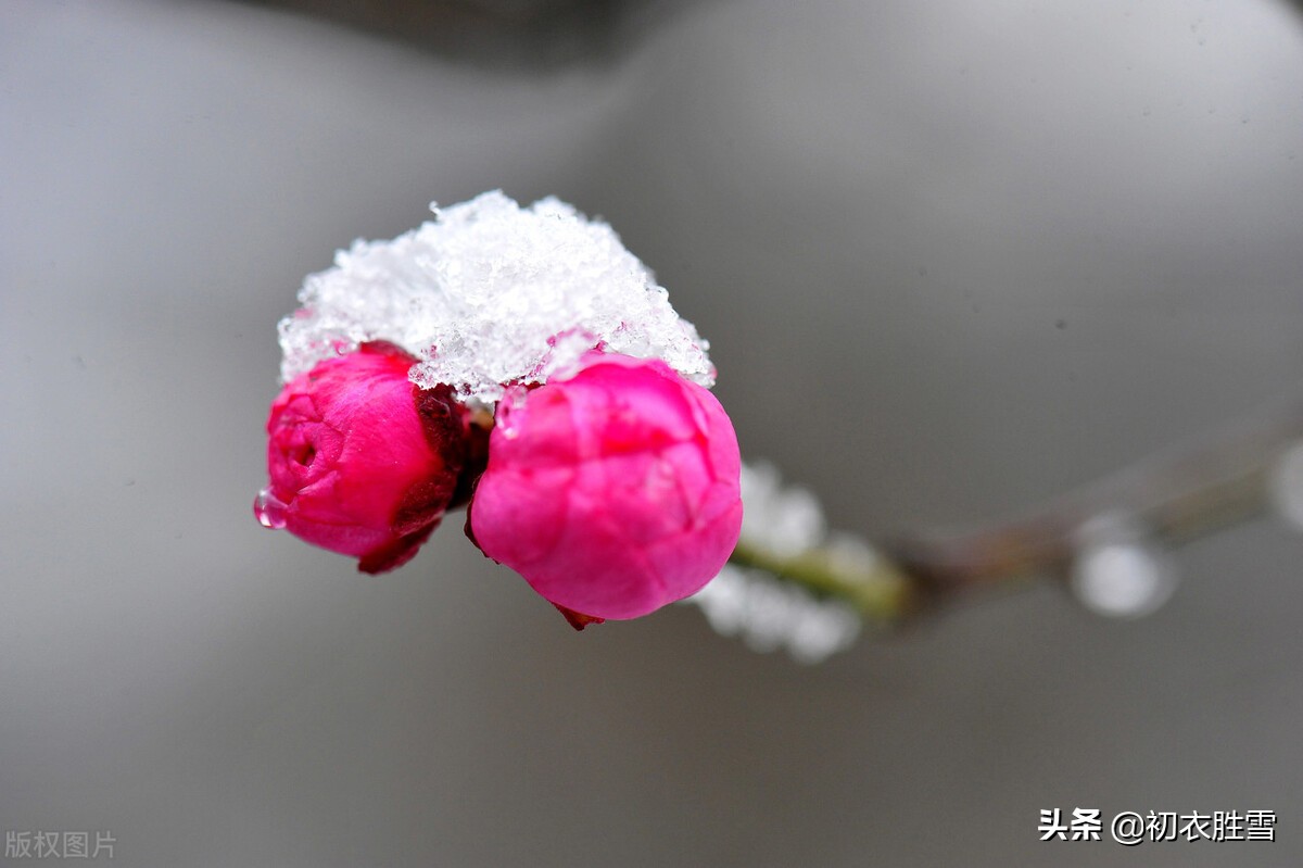 ​小雪节气古诗推荐（枫落吴江小雪天，一片飞来一片寒）