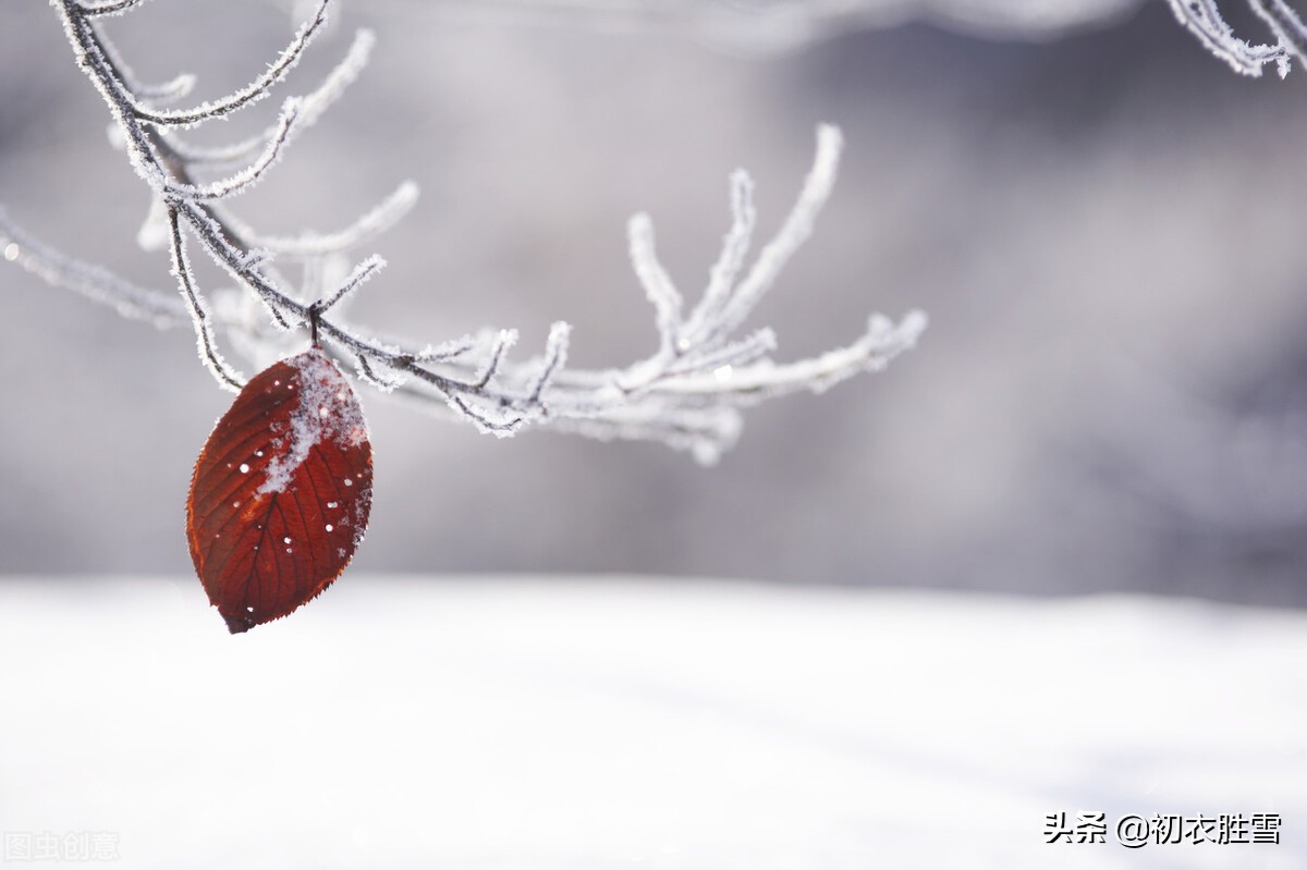 ​小雪节气古诗推荐（枫落吴江小雪天，一片飞来一片寒）