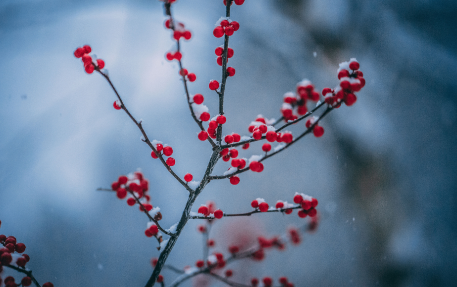 关于小雪时节至诗词鉴赏（小雪节气诗词）