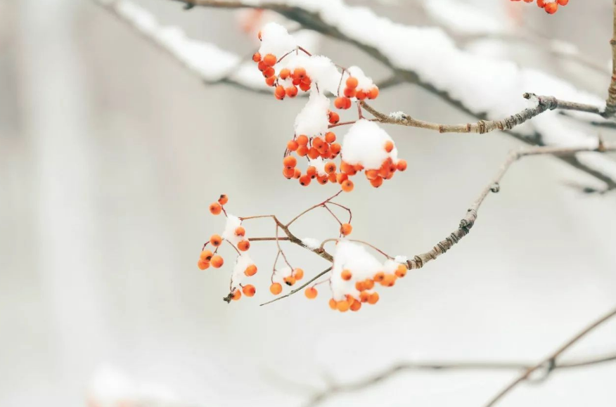 关于小雪时节至诗词鉴赏（小雪节气诗词）