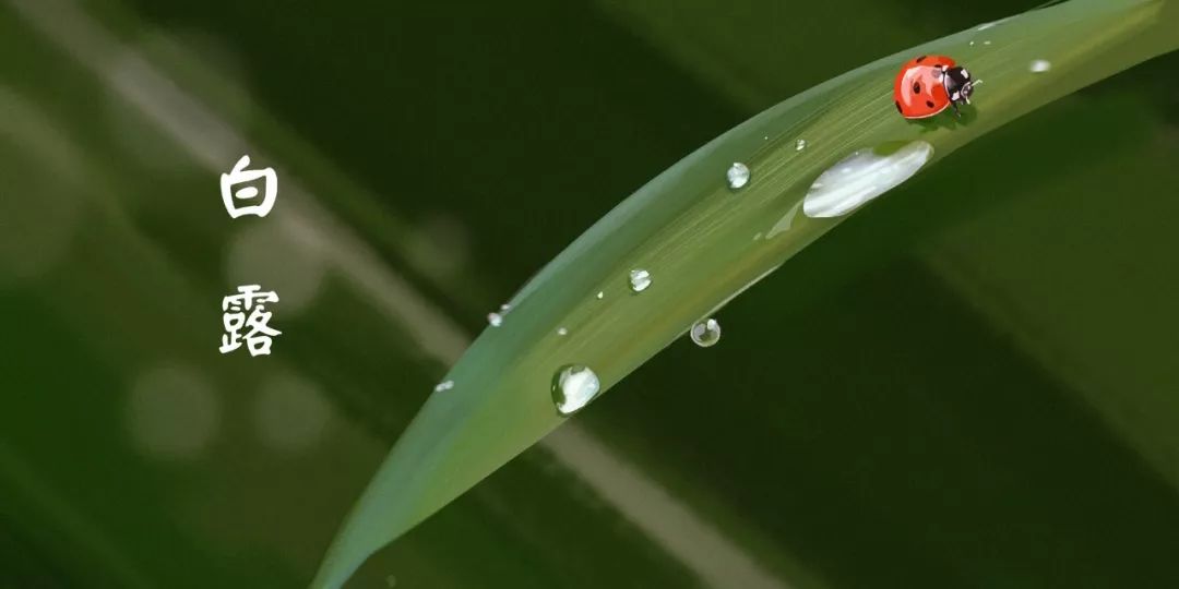 白露时节唯美句子推荐（清风白露，愿你无恙）