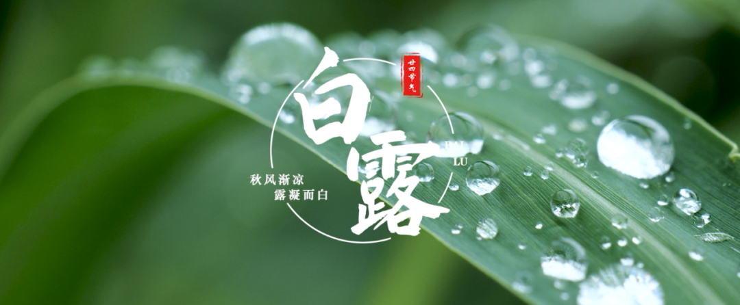 白露时节唯美诗句（秋风渐凉，露凝而白）