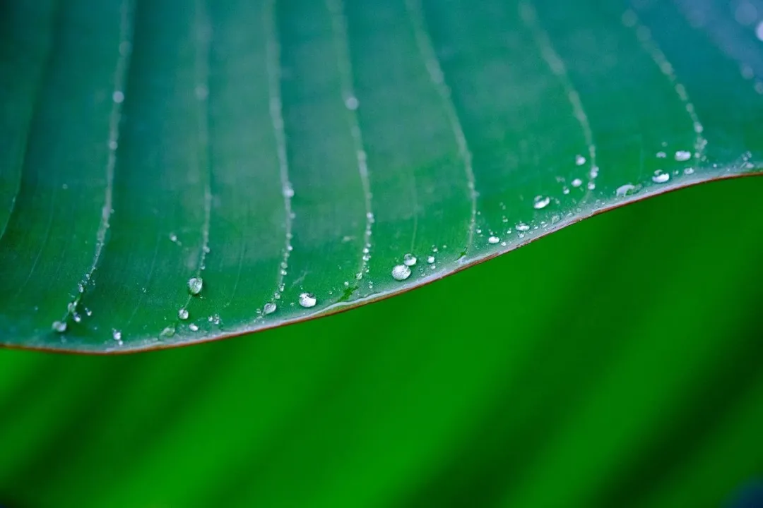 白露时节经典诗句（人生如朝露，唯愿常珍惜）