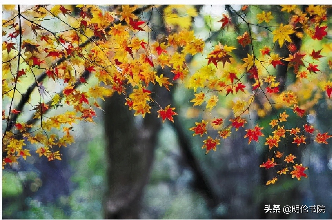 秋分正能量文案（不负韶华不负秋，只生欢喜不生愁）