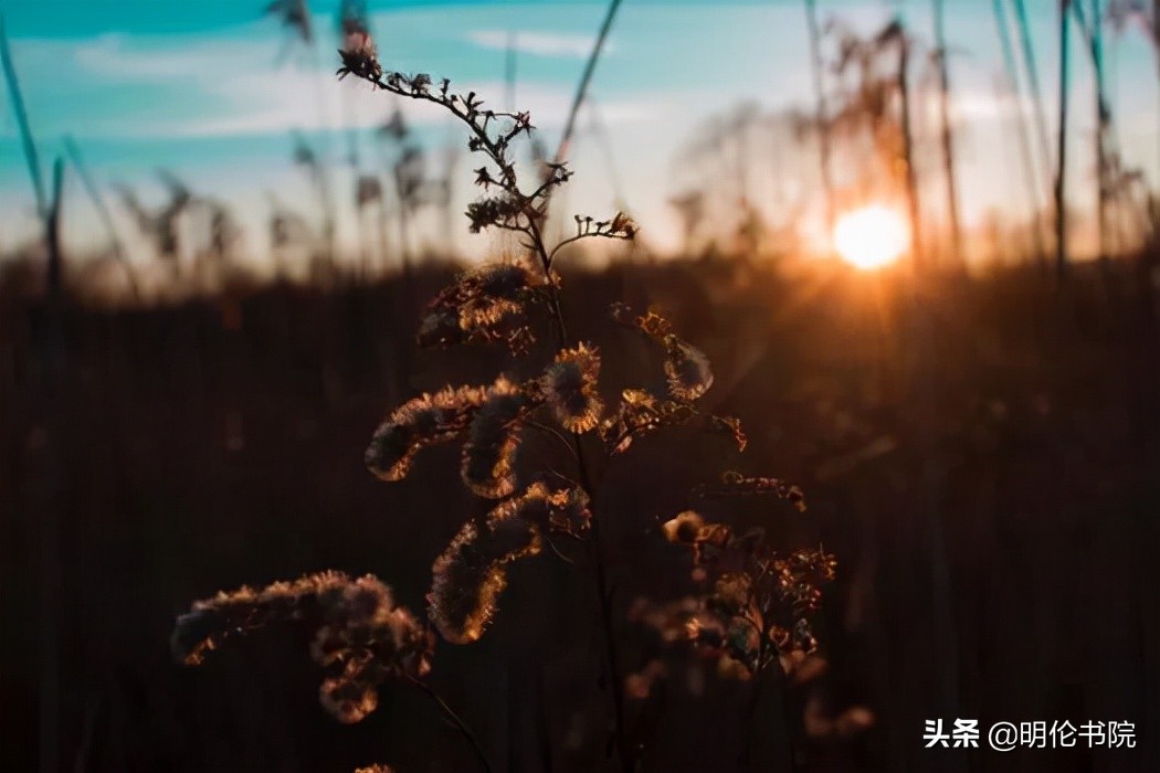 秋分正能量文案（不负韶华不负秋，只生欢喜不生愁）