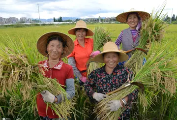 2022粮心之人世界粮食日宣传活动总结范文（满目丰景世界粮食日倡议工作总结范例）