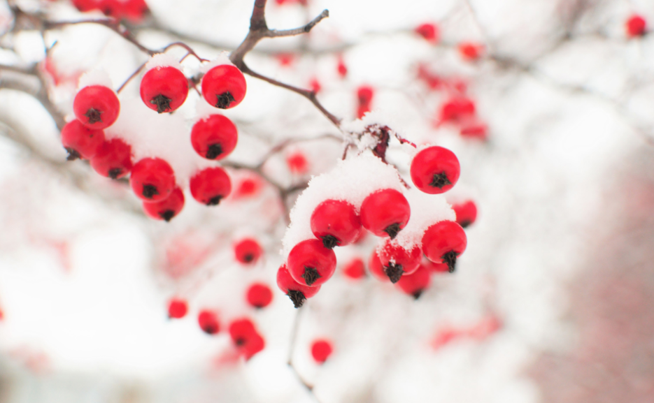 关于小雪的古诗有哪些（十首关于小雪的经典古诗）