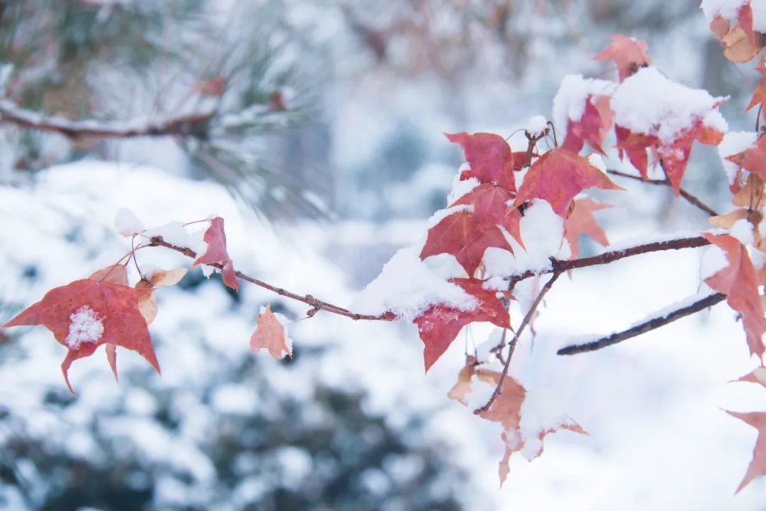 关于大雪节气的温暖祝福文案（满满的快乐都是你的!大雪快乐）