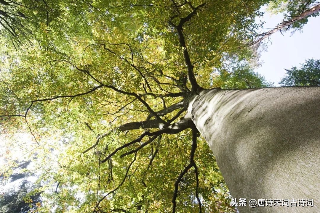 关于初夏的经典诗词古句（形容初夏的古风诗句）