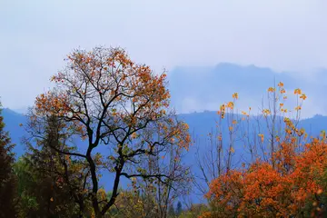 萧萧落红知秋意作文800字（登高望远，看云淡风轻）