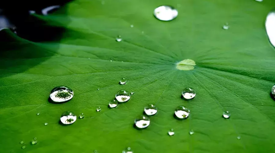 夏日唐诗七言绝句（夏天美景的诗句）