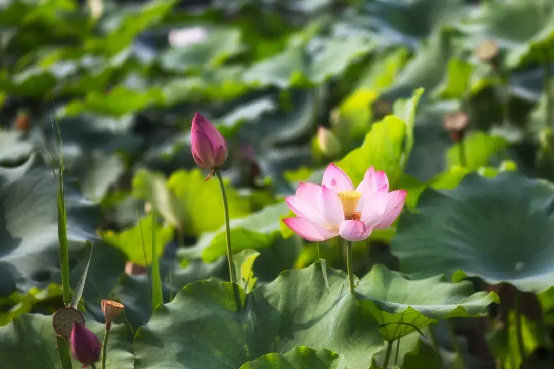 夏日唐诗七言绝句（夏天美景的诗句）