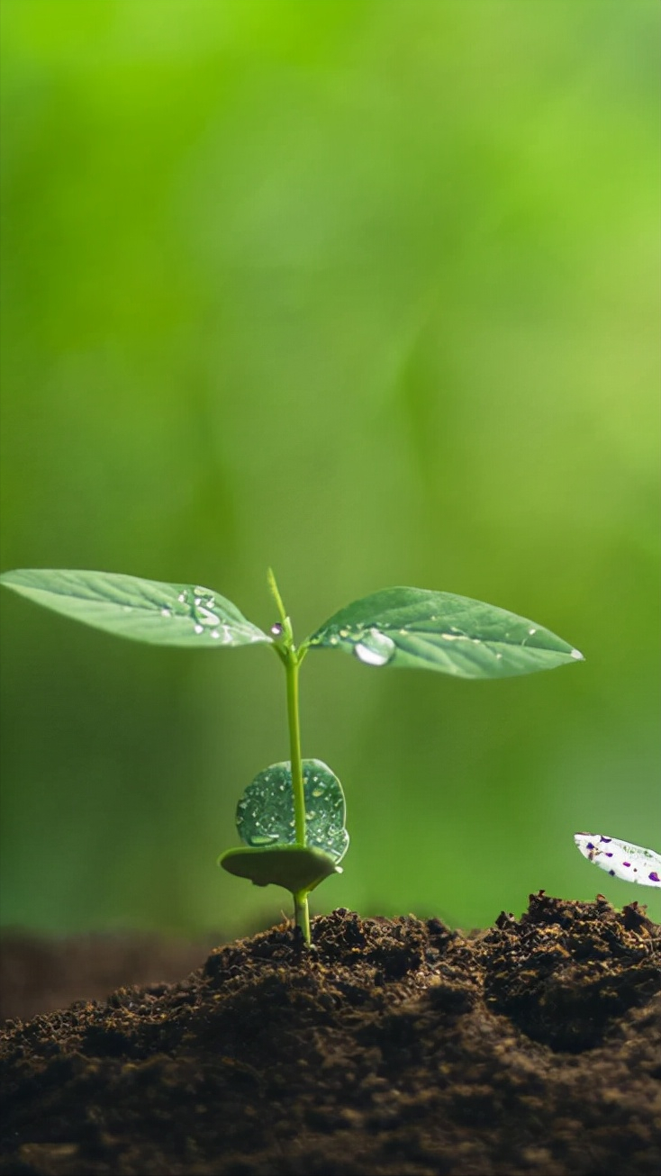 原来植树节的文案也可以这么甜（春风十里正“植”有你）