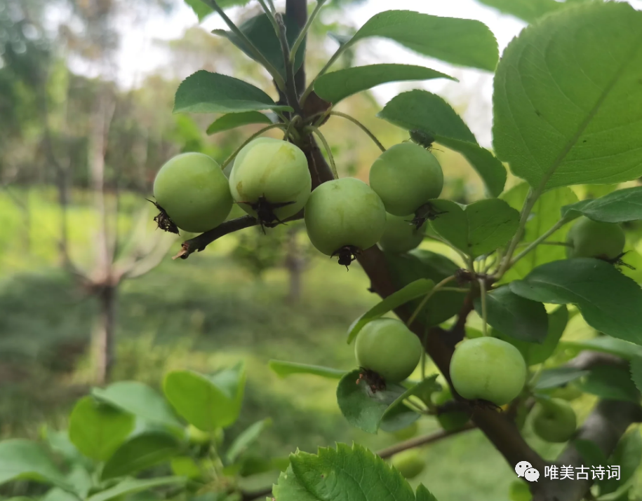 怀念父亲落泪的诗句有哪些（感受父爱如山的十首诗词）