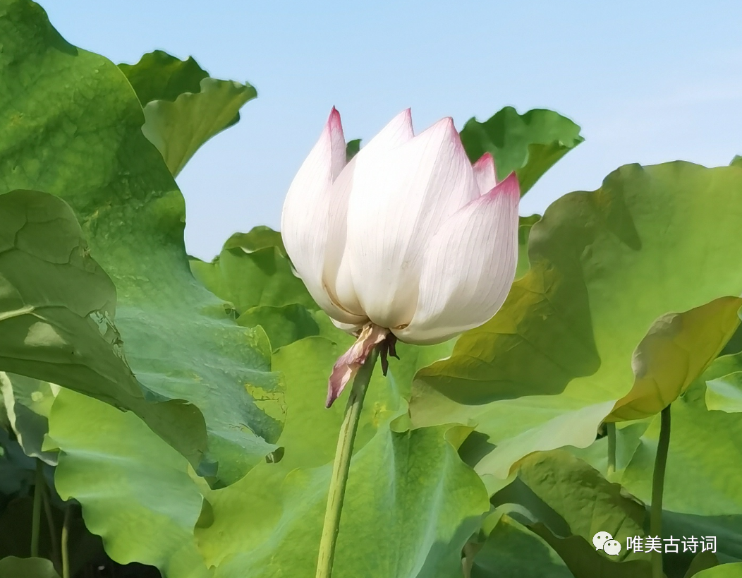 怀念父亲落泪的诗句有哪些（感受父爱如山的十首诗词）