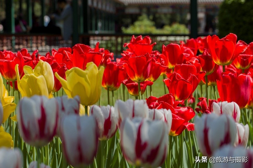 关于郁金香的经典诗句（郁金香18首古诗词）