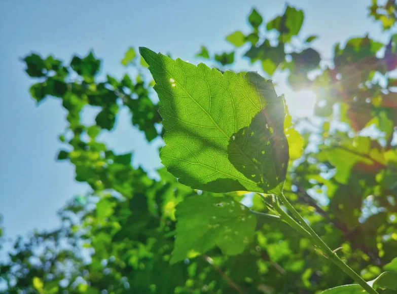 形容时间飞快的美好诗句（寄语光阴莫浪过，不再虚度年华）