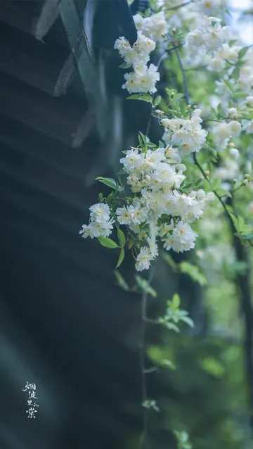 关于烟雨天的唯美短句（愿你把幸福“雨”见）