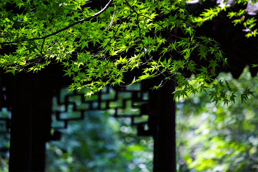 夏天最后一个节气来临（大暑至，夏天即将过去，许多事情也随之终结）