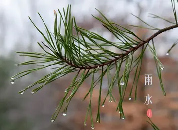 2022好雨时节幼儿园雨水节气活动教案模板（润物无声幼儿园雨水节气主题教案范本）