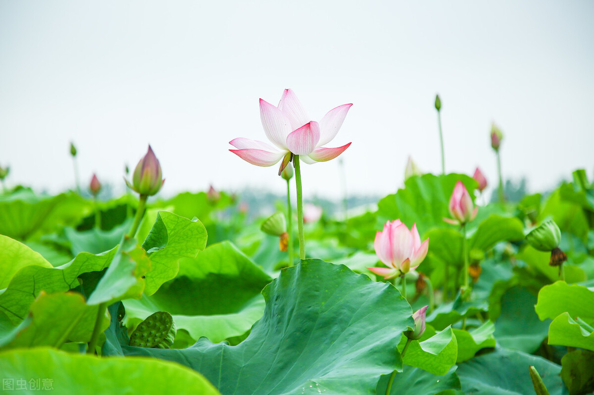 描写藕花的古诗名句（分享十首藕花诗词）