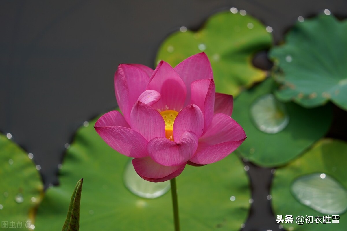 藕花诗词的诗歌诗意（早秋藕花诗词五首）