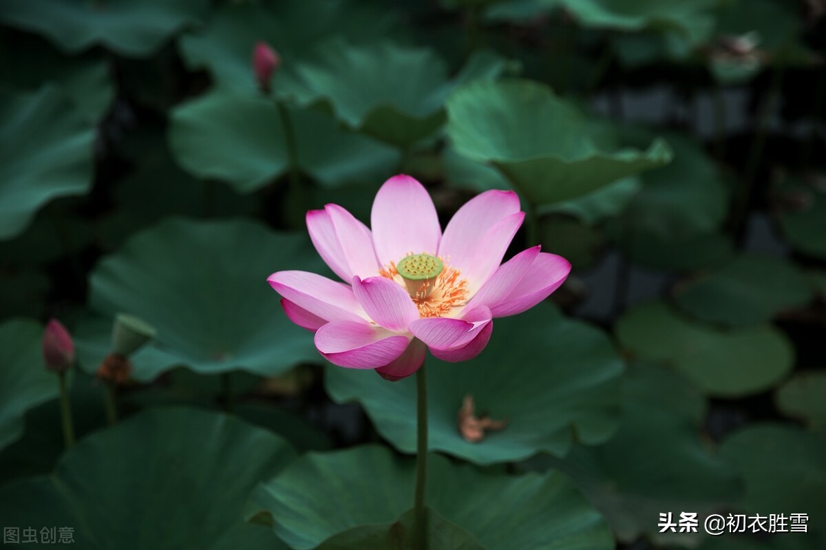 藕花诗词的诗歌诗意（早秋藕花诗词五首）