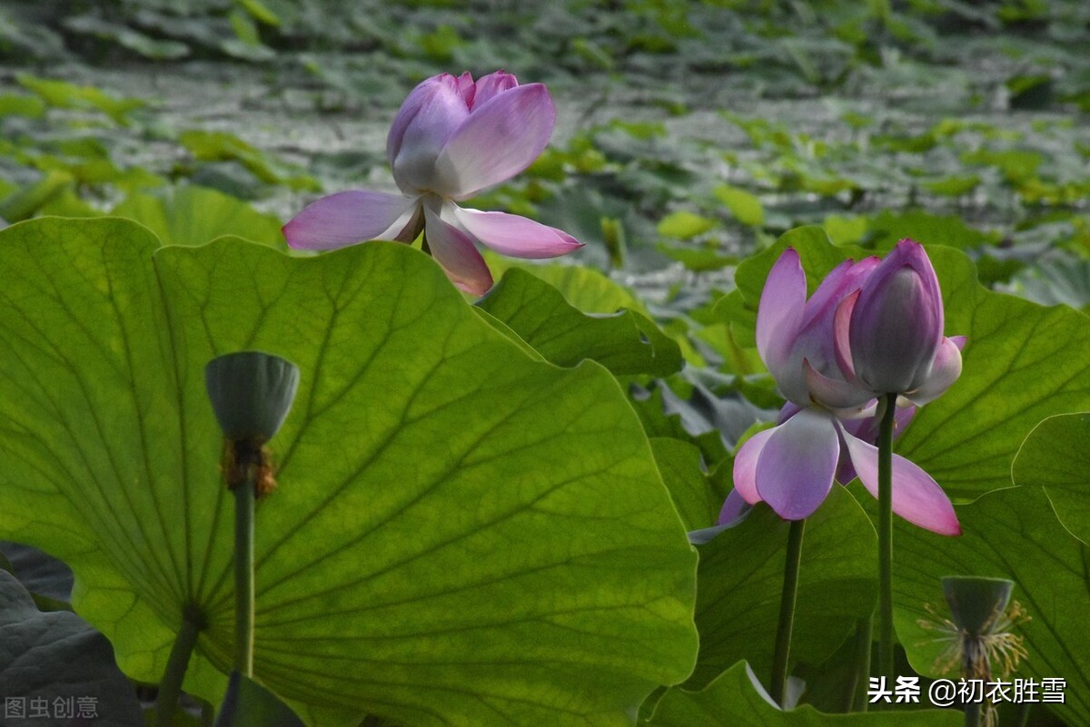 藕花诗词的诗歌诗意（早秋藕花诗词五首）