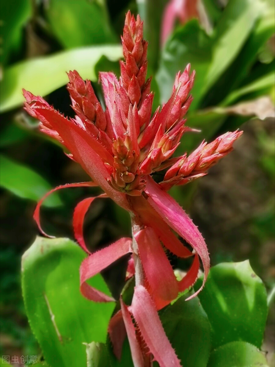 关于花的唯美诗句（繁花似锦觅安宁，淡云流水度此生）