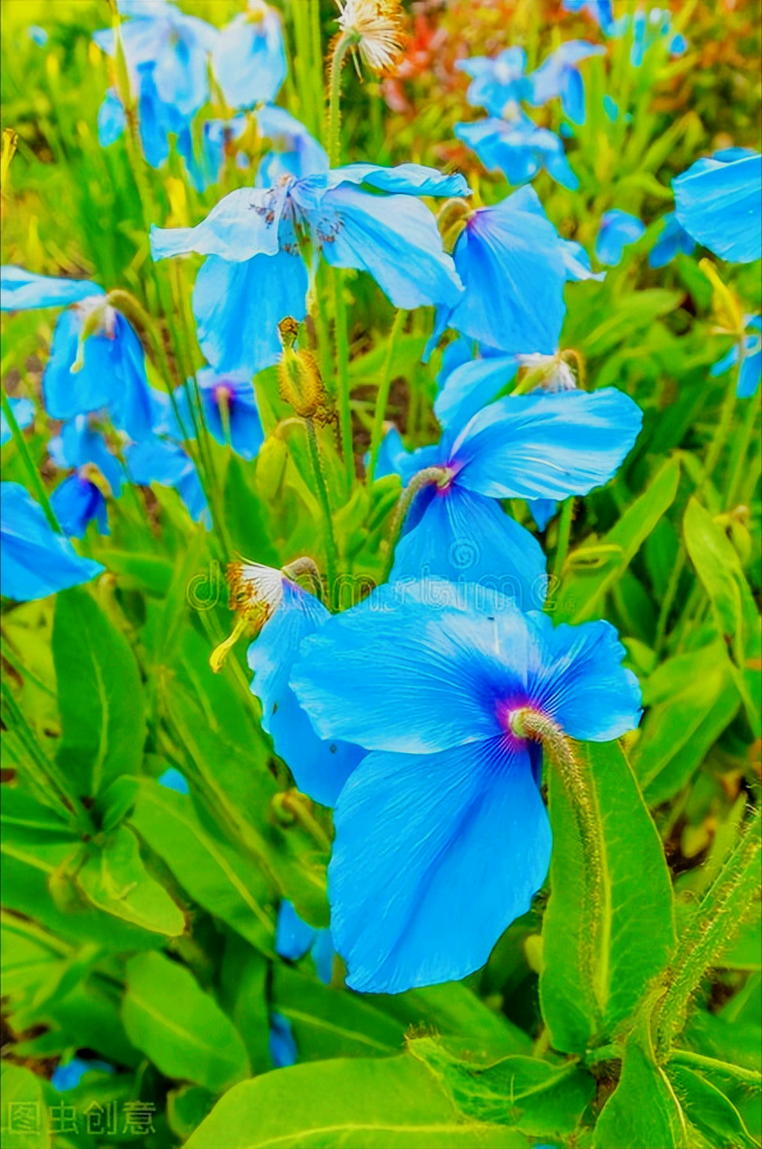 关于花的唯美诗句（繁花似锦觅安宁，淡云流水度此生）