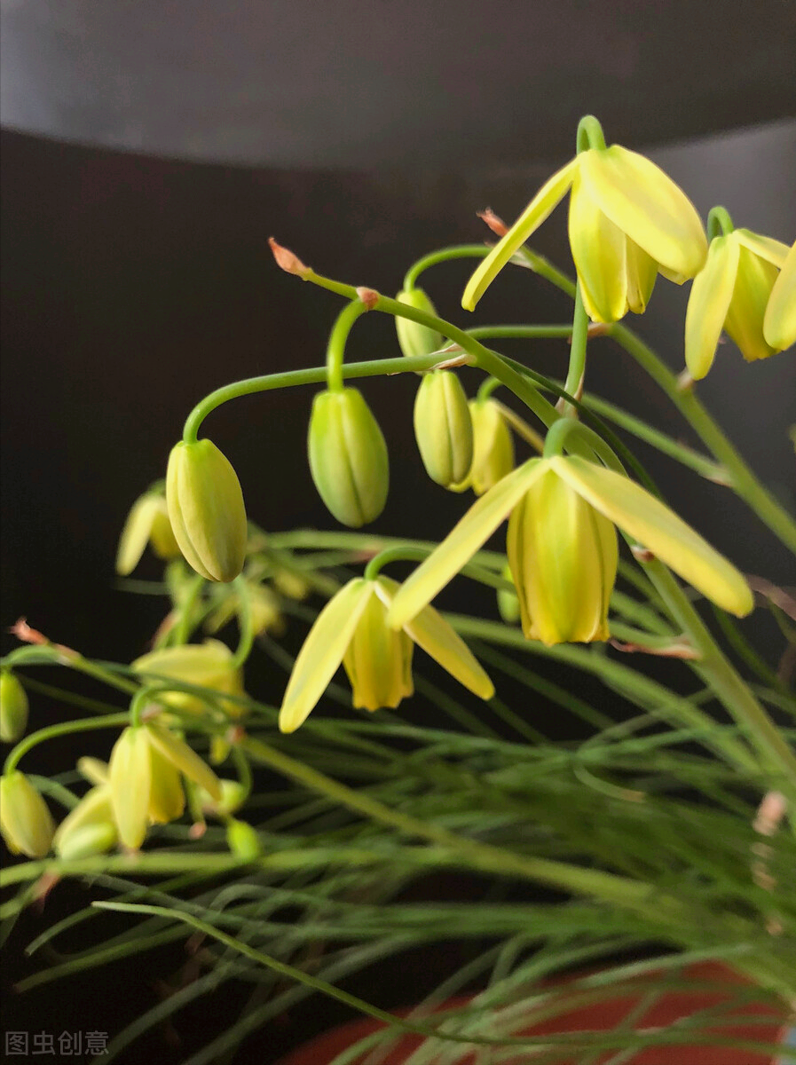 关于花的唯美诗句（繁花似锦觅安宁，淡云流水度此生）